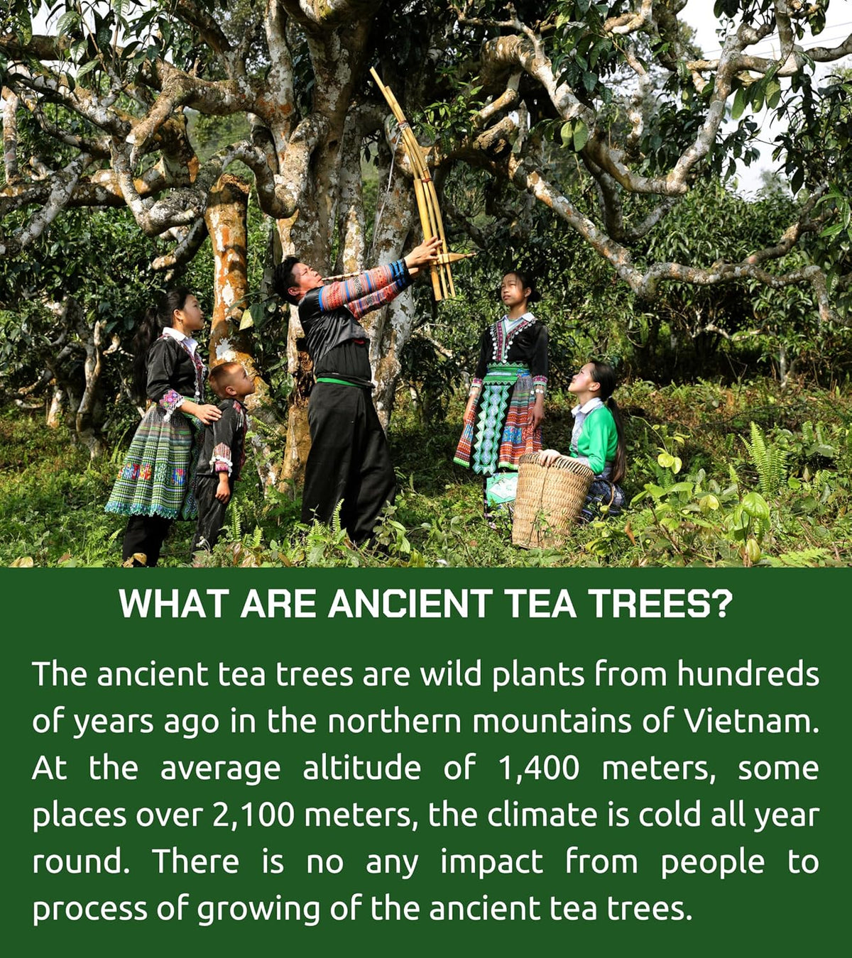 VIXI Green Tea Bags, 150 Counts, Vietnam's Mountain Tea, Caffeinated, Tagless, Balanced Taste, 100% Natural from Ancient Tea Tree, Perfect for Hot and Cold Brew