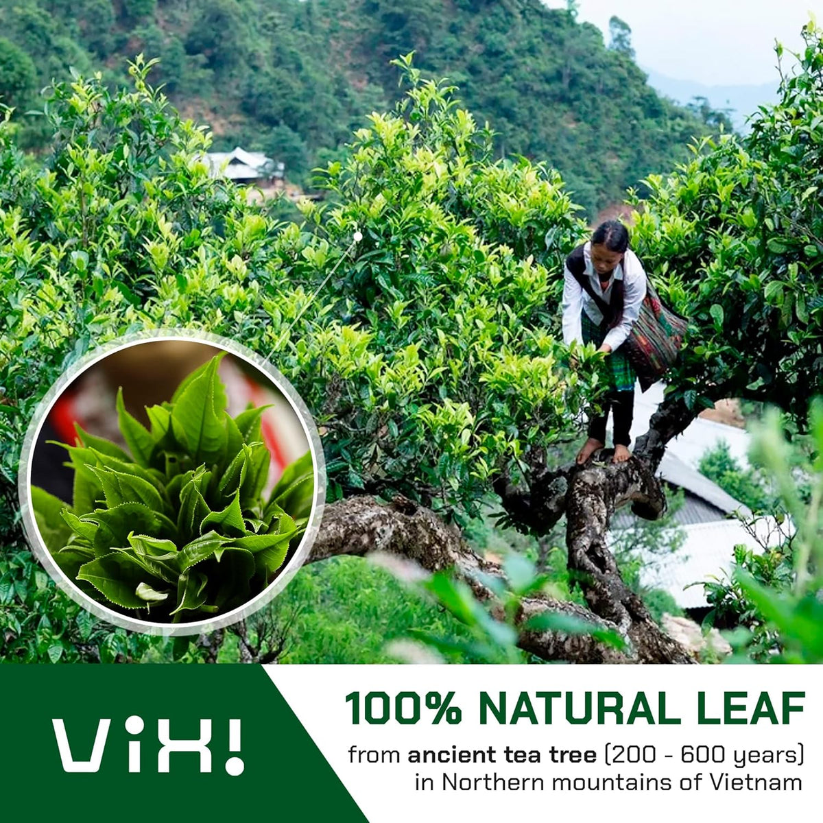 VIXI Green Tea Bags, 150 Counts, Vietnam's Mountain Tea, Caffeinated, Tagless, Balanced Taste, 100% Natural from Ancient Tea Tree, Perfect for Hot and Cold Brew